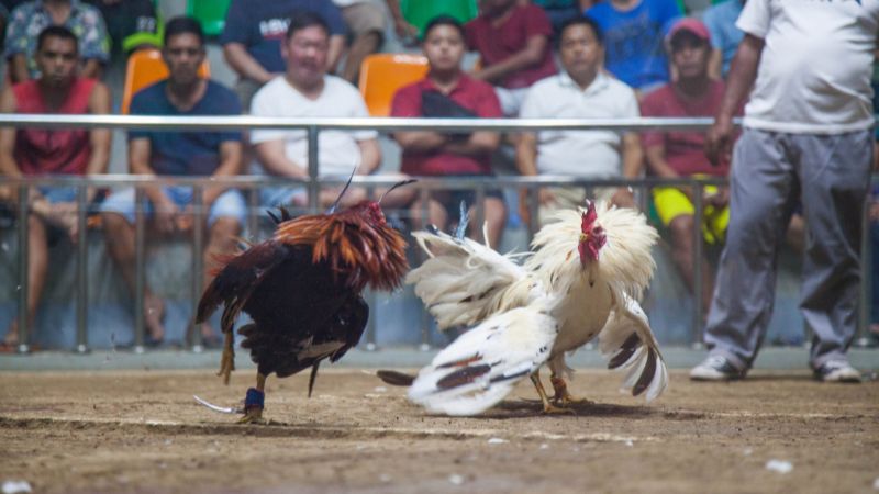 Gà thi đấu phải có cùng hạng cân